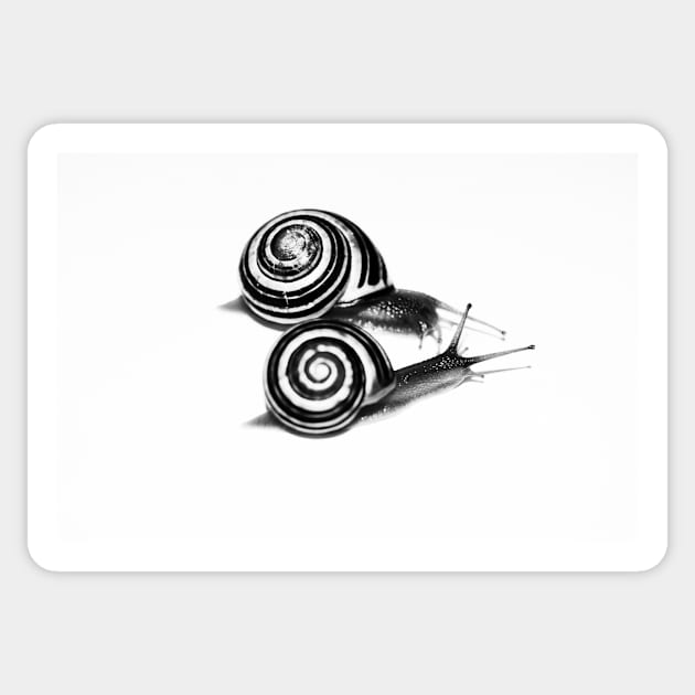 Snail Duo Sticker by LaurieMinor